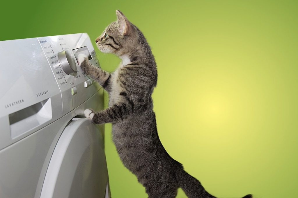 cat, domestic cat, dryer